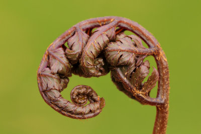 Fern 2