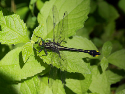 Dragonfly 1 wk1 IMG_1635.jpg