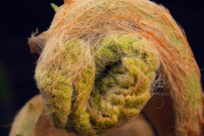 Fern Unfolding