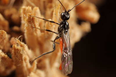 Wasp w-Red Abdomen wk1 IMG_8068.jpg