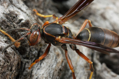 Paper Wasp 1 wk1 IMG_8065.jpg