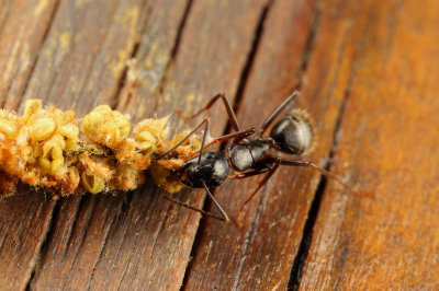Ant Foraging 1 wk1 IMG_4975.jpg