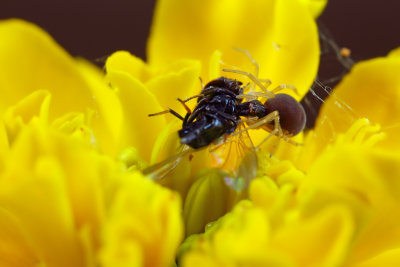 Spider & Fly on Marigold wk1 IMG_5142.jpg