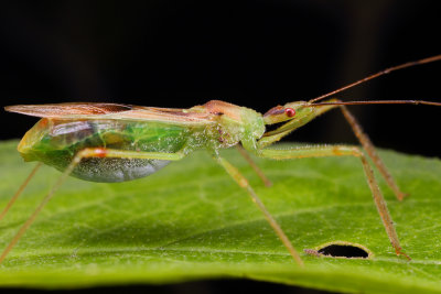 Assassin Bug Zelus luridus wk1 IMG_5147.jpg