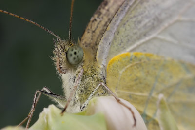 Butterfly 1 wk1 IMG_8176.jpg