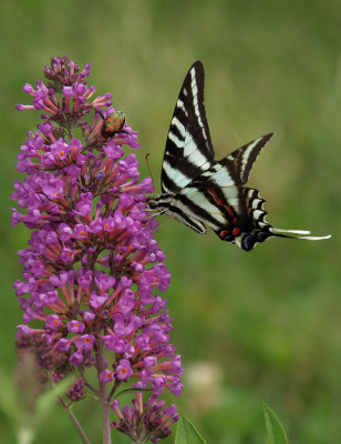 Zebra Swallowtail 1 P6178149.jpg