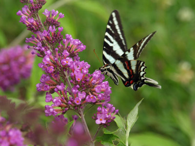 Zebra Swallowtail 2 P6178155.jpg