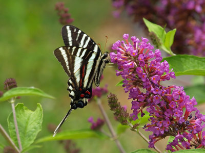 Zebra Swallowtail 3 P6178166.jpg