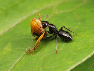 Ant and Leaf Hopper wk IMG_8247.jpg