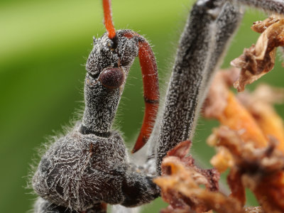 Assassin (wheel) Bug wk IMG_8305.jpg