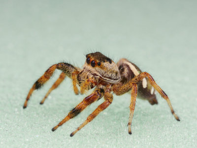 Jumping Spider 1 wk IMG_8316.jpg