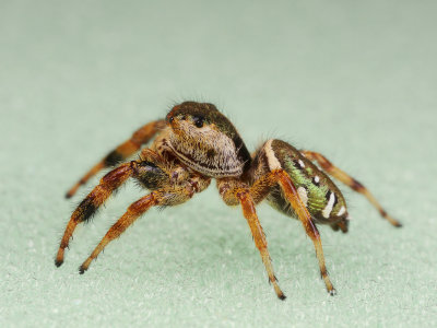 Jumping Spider 2 wk IMG_8317.jpg