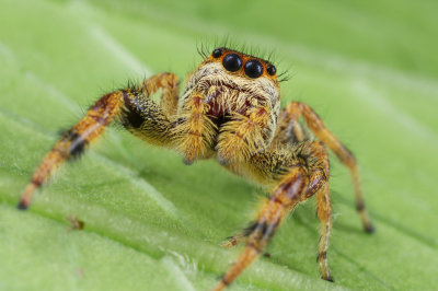 Jumping Spider 3 wk IMG_8326.jpg