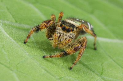 Jumping Spider 4 wk IMG_8322.jpg