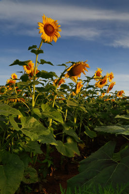 Sunflower Sunrise 9 wk IMG_5586.jpg