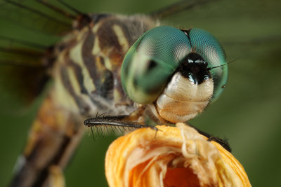 Blue Dasher 1 wk IMG_8401.jpg