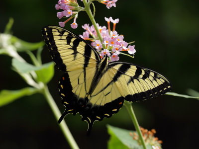 Yellow Tiger Swallowtail 1 wk IMG_5792.jpg