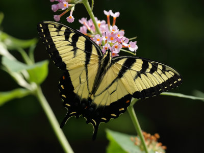 Yellow Tiger Swallowtail 2 wk IMG_5793.jpg