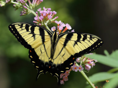 Yellow Tiger Swallowtail 3 wk IMG_5803.jpg
