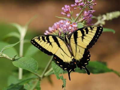 Yellow Tiger Swallowtail 4 wk IMG_5818.jpg
