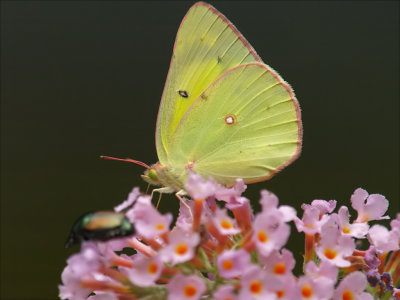 Sulphur on Butterfly Bush P7178228.jpg