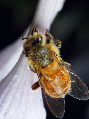 Honeybee on Hosta 1 wk IMG_8518.jpg
