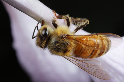 Honeybee on Hosta 4 wk IMG_8528.jpg