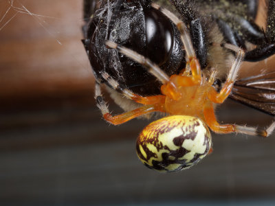 Marbled Orbweaver and Bumble Bee wk IMG_8583.jpg