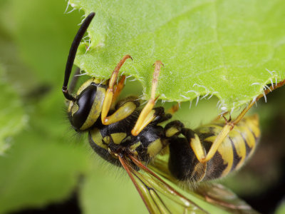 Yellow Jacket 2 wk1 IMG_8649.jpg