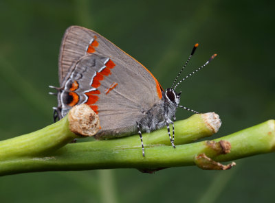 Red-banded Hairstreak wk IMG_5963.jpg