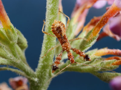 Spiny Assassin Bug - Sinea Nymph 4 wk IMG_5989.jpg