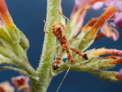 Spiny Assassin Bug - Sinea Nymph 3 wk IMG_5985.jpg