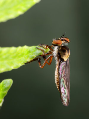 Robberfly 1 wk IMG_6003.jpg