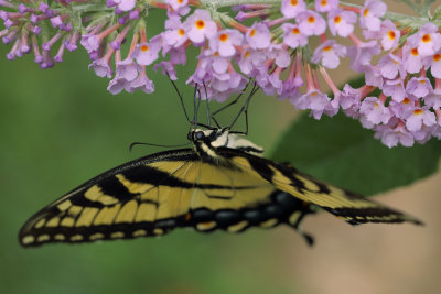 Tiger Swallowtail 1 wk1 IMG_6231.jpg