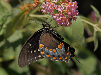 Spicebush Swallowtail wk1 IMG_6315.jpg
