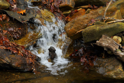 Trout Run 3 wk1 IMG_7949.jpg