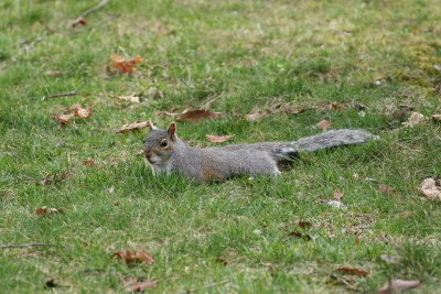 Squirrel Orig1wk_MG_0531.jpg