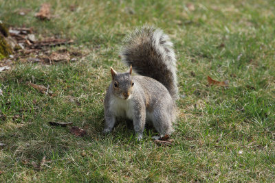 Squirrel Orig2wk_MG_0538.jpg