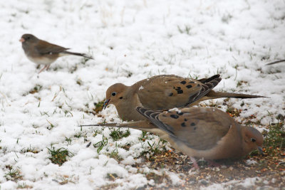 Dove and Snow4 Orig1_MG_0621.jpg