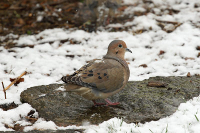 Dove and Snow5 Origwk1_MG_0634.jpg