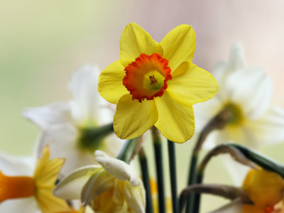 Daffodil 1
