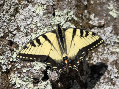 EasternTiger Swallowtail 1 Origwk_MG_1130.jpg