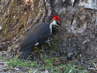 Pileated Woodpecker 1 Origwk_MG_1154.jpg