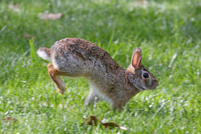 Rabbit Running 1 Origwk_MG_1195.jpg