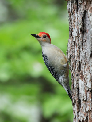 Red Bellied Woodpecker Origwk1_MG_1487.jpg