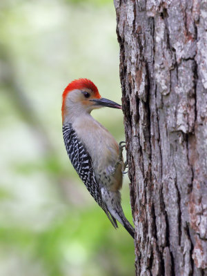 Red Bellied Woodpecker tounge 1 Origwk1_MG_2201.jpg