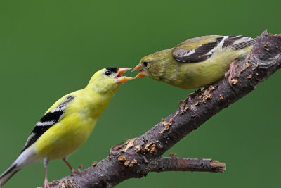 American Goldfinch Courtship 1 Origwk1_MG_4970.jpg