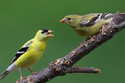 American Goldfinch Courtship 2 Origwk1_MG_4972.jpg