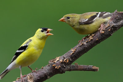 American Goldfinch Courtship 3 Origwk1_MG_4973.jpg