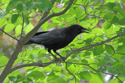 Common Crow 1 Origwk1_MG_5001.jpg